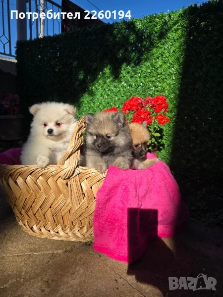 померан Померанче , снимка 1