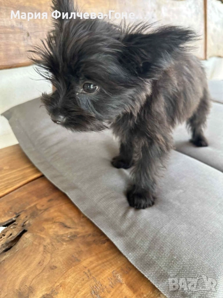 Йоркширски териер , снимка 1