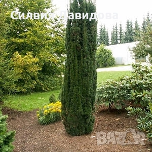 Тис, снимка 1