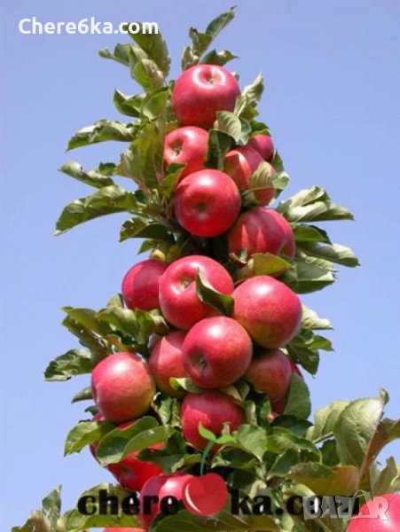 Ябълкови дръвчета - Джудже, Джонатан Голд, Грийн Смит, Шарден, снимка 1