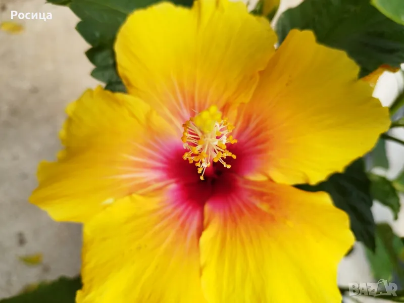 китайска роза , снимка 1