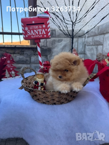 Пухкаво померанче, снимка 5 - Померан - 52611266