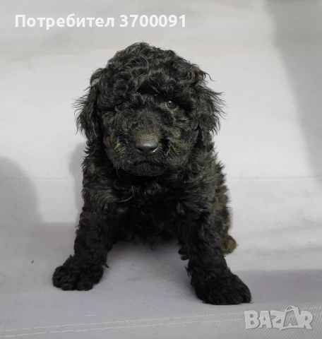 пудел / пуделчета, снимка 4 - Пудели - 53113051