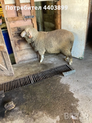 Овен Старопланински Цигай , снимка 4 - Овце - 53465184