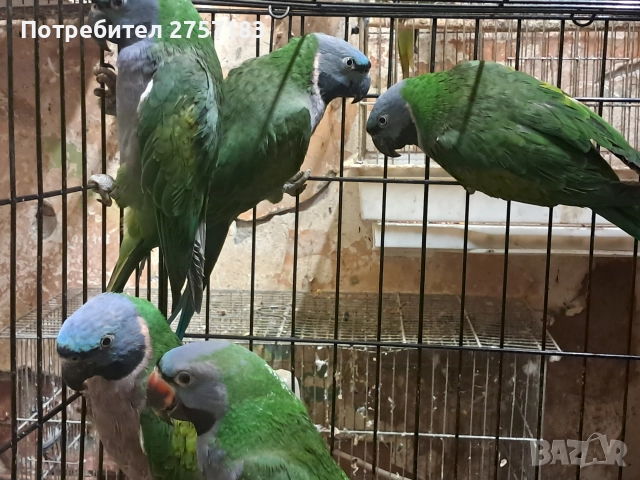 продавам папагали китаиски александар 2023 г 3 женски, снимка 4 - Папагали - 52755430