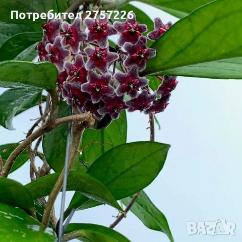 Hoya pubicalyx,Хоя пубикаликс