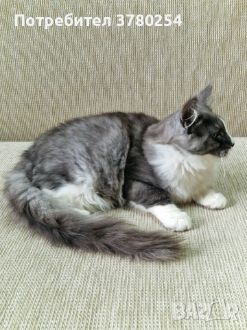 Мейн Кун , снимка 5 - Мейн кун - 52314032