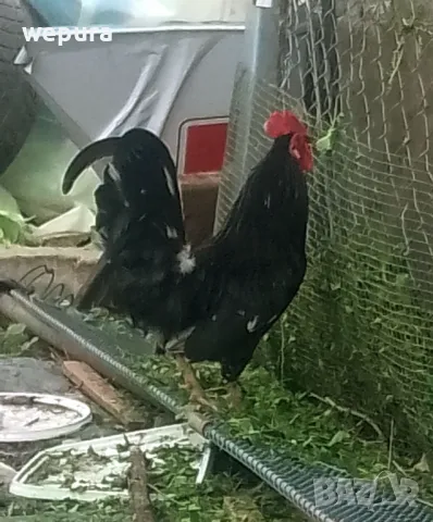 Японски петли за разплод хоби японски кокошки токачки, снимка 2 - Кокошки и пуйки - 50232349