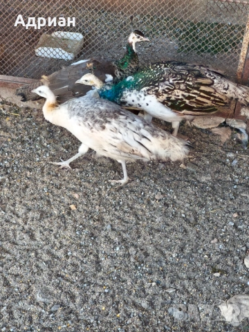 Пауни, снимка 5 - други­ - 53843400