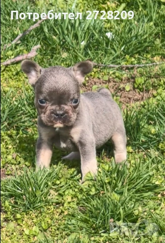 Френски булдог Блу Тан/French Bulldog Blue Tan 