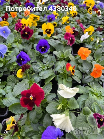 Едроцветни теменужки, снимка 11 - Градински цветя и растения - 52542236