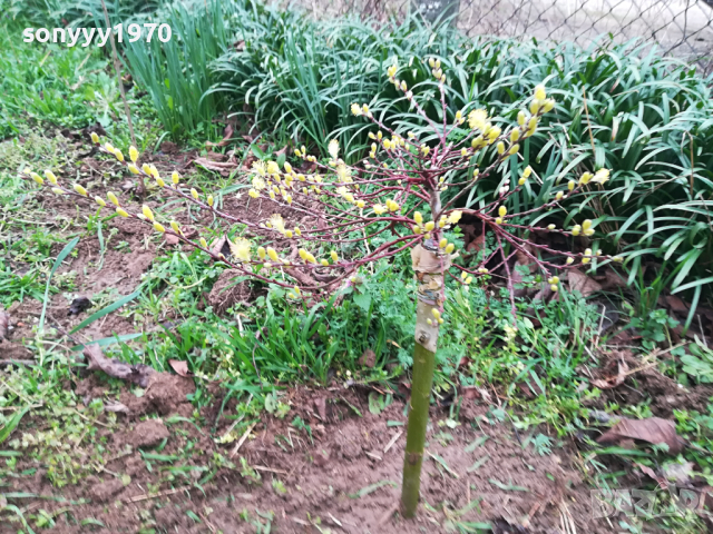 ВЪРБА 60СМ 1203240844, снимка 2 - Градински цветя и растения - 44725165