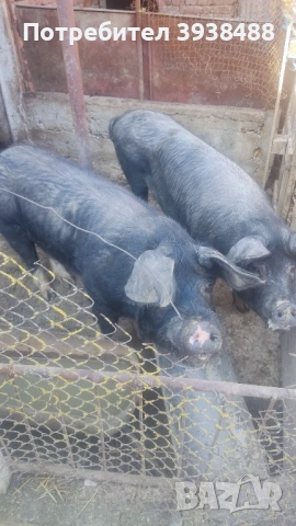 Свиня майка на 2 прасила и работещ нерез на 1 г 6 м.