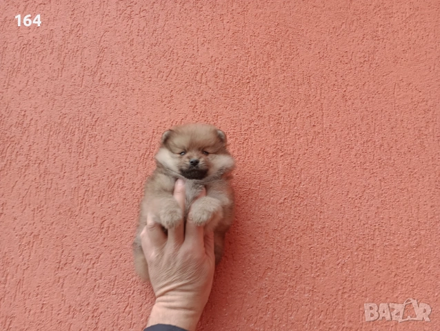 Мъжки Померани. Снимки от 18.02.26 г. , снимка 4 - Померан - 53519345