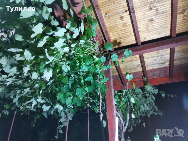 функционална вила под наем, снимка 16 - Вили - 51709533