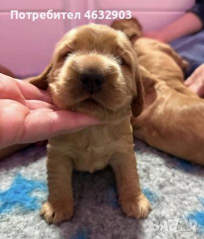 кокер шпаньол момче родословен баща , снимка 8 - Кокер шпаньол - 52776611