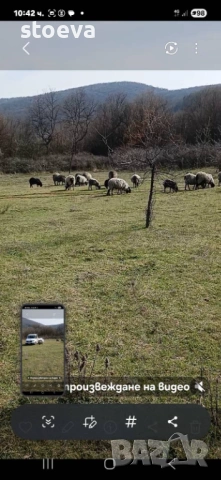 Продавам Романовски овце