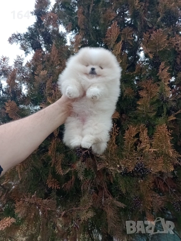 Прекрасно женско Померанче. Реални снимки от 24.01.26 г. , снимка 2 - Померан - 53210278