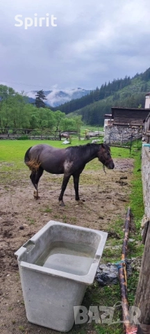 Ездитна арабска шагия Флика, снимка 6 - Коне - 51948635