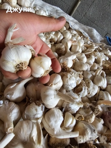 чесън за садене , снимка 3 - Сортови семена и луковици - 51830334