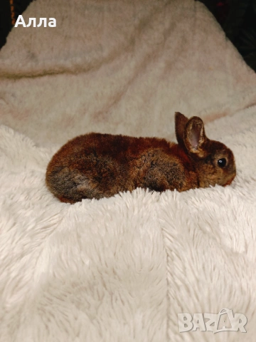 Декоративно зайчета , Рекс, голадско джуджета, лвъна глава, снимка 8 - Декоративни зайчета - 53041568