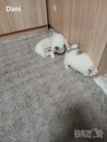 Mini Pomeran , снимка 5 - Померан - 52868566