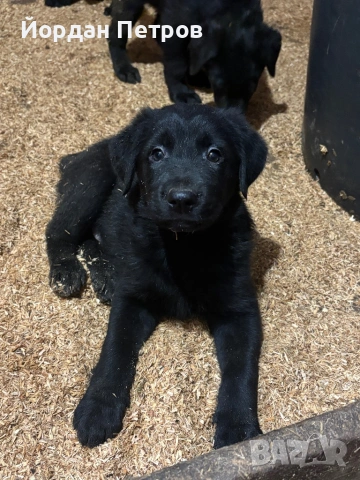 Голдан ретривър и немска овчарка, снимка 8 - Немска овчарка - 53596497