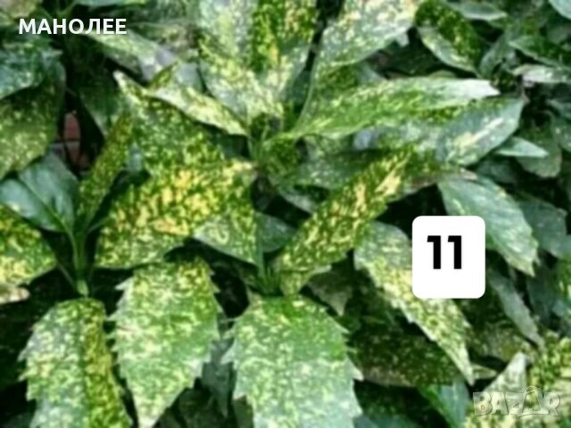 50 РЕЗНИКА В ЕДИН ПАКЕТ /видове по избор/ ЗА 20 ЛВ., снимка 12 - Градински цветя и растения - 51618754