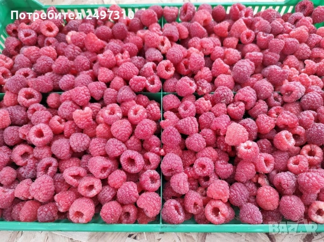 Продавам разсад малини , снимка 5 - Разсади - 53508278