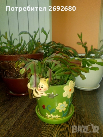 Коледничета в големи керамични саксии , снимка 9 - Стайни растения - 47385426