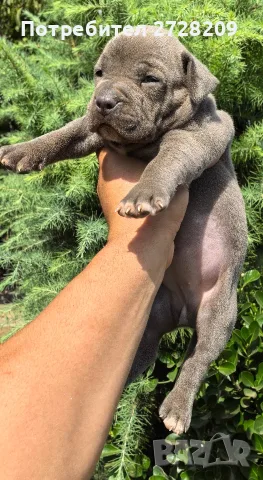 Американско Були Хл/American Bully XL , снимка 4 - Питбул - 55891222