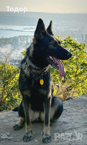 Продавам кученца източноевропейска овчарка, снимка 6 - Други - 52403356