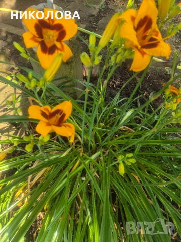 ХЕМЕРОКАЛИС, снимка 3 - Градински цветя и растения - 50826816