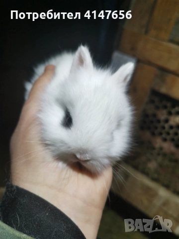 Декоративни мини зайчета, снимка 10 - Декоративни зайчета - 46431929