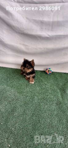 Мини йоркширски териер , снимка 9 - Йоркширски териер - 36517526