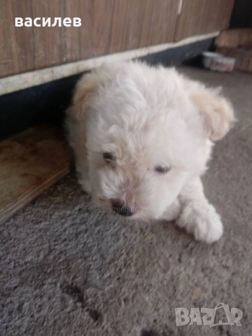 болонки, снимка 2 - Болонка - 50635002