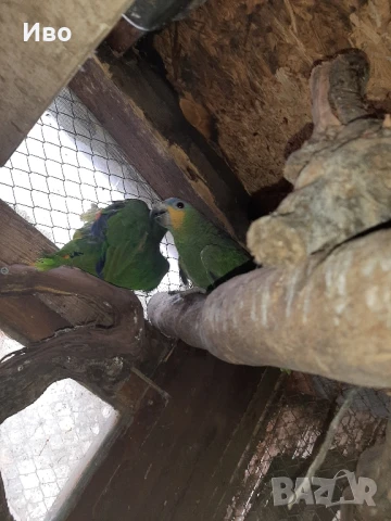 Продавам мъжка ара нобилис и мъжка веницуелска амазонаи или купувам женски, снимка 12 - Папагали - 50475253