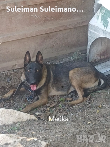 Продава се малко кученце мъшко на 36 дена 250 лв, снимка 4 - Белгийска овчарка - 52869965