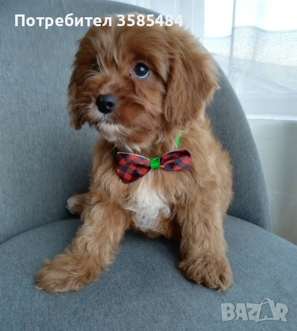 Cavapoo/Mini poodle , снимка 7 - Пудели - 52822958