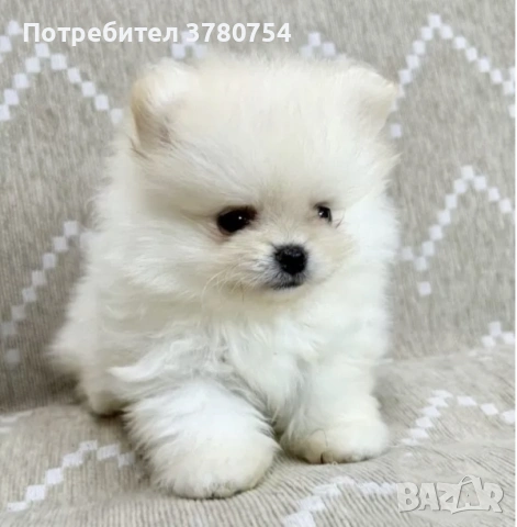 Померан мини , снимка 4 - Померан - 53627090