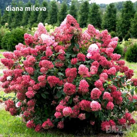 Хортензия Розова Кралица за супер слънце, Hydrangea paniculata `Pink Queen`, снимка 1 - Градински цветя и растения - 41281538