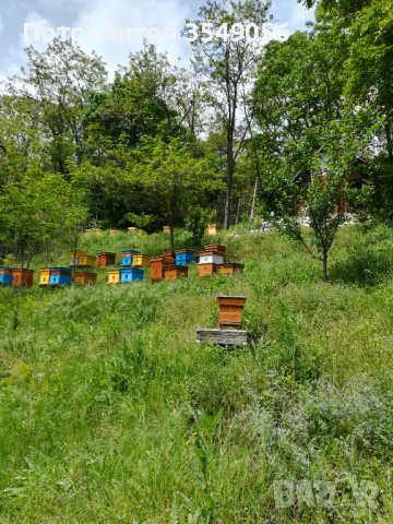 Български пчелен мед от Родопите Реколта 2023!, снимка 2 - Пчелни продукти - 41627152