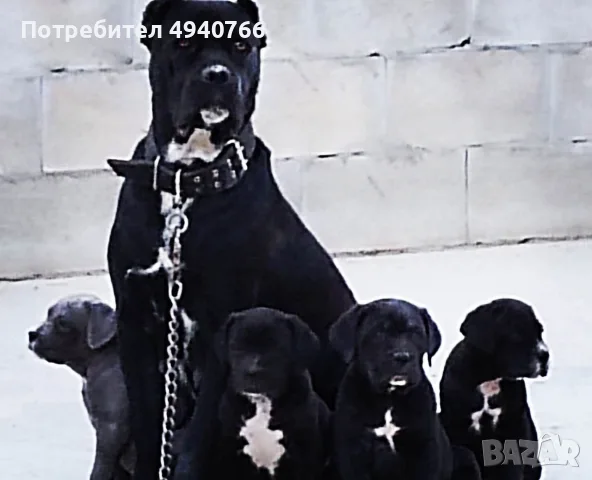 Кане Корсо.  
🐶🐶, снимка 3 - Кане корсо - 55963498
