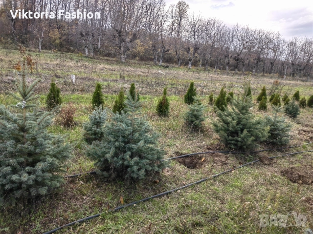коледна елха в саксия-жива, снимка 16 - Градински цветя и растения - 52524694