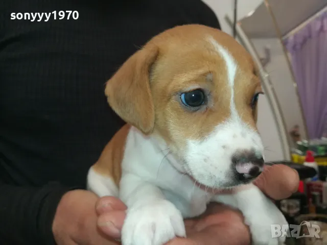 ДЖАК РЪСЕЛ БЕБЕТА-ПРОДАВАМЕ-РОДЕНИ 19/12/24г 2801250614, снимка 3 - Джак ръсел териер - 48857182