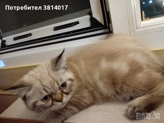 порода коте абесин на три месеца , снимка 5 - Персийска - 51734746