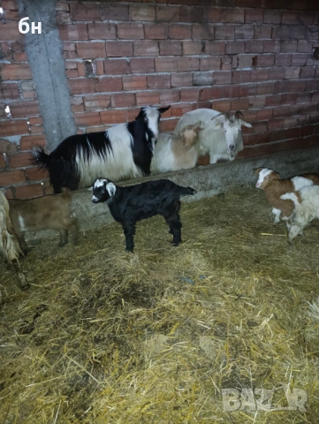 Продавам кози стадо, снимка 5 - Кози - 53670306