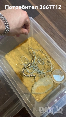 Кенийски пясъчни бои , снимка 5 - Змии - 53608960