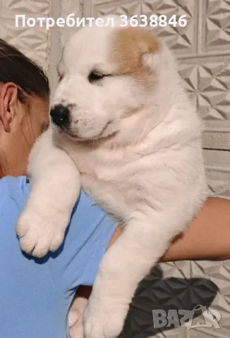 Средноазиатска овчарса САО