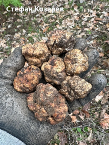 Пресни трюфели за консумация и обучение, снимка 2 - Домашни продукти - 53369312